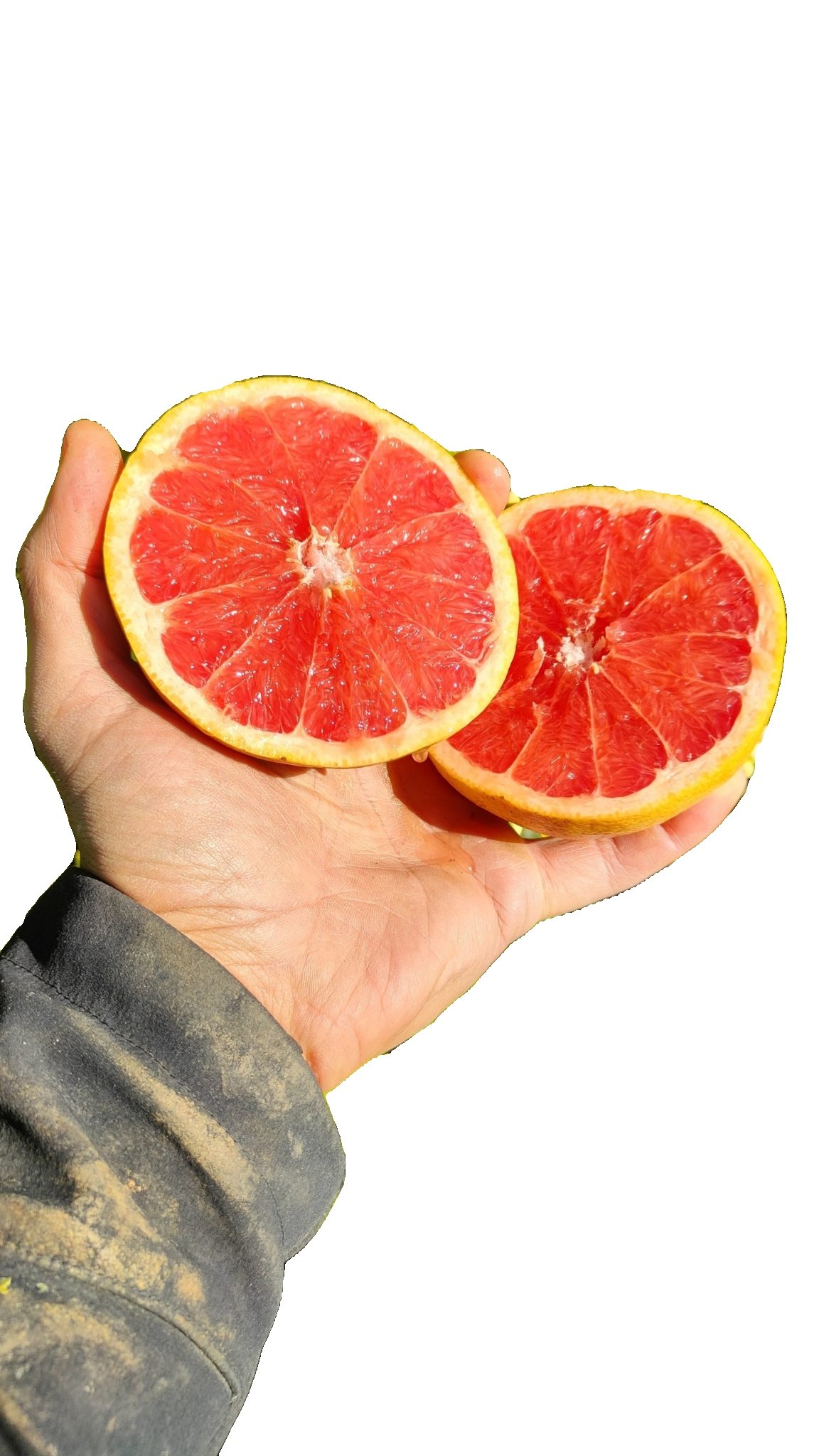 Pomelo rojo Star Rubí - Imagen 2